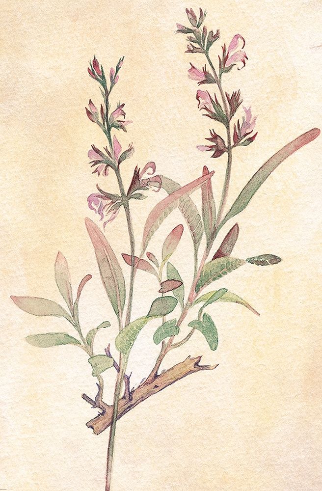 Sage art print by Unknown for $57.95 CAD