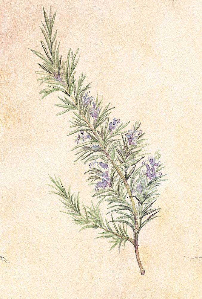 Rosemary art print by Unknown for $57.95 CAD