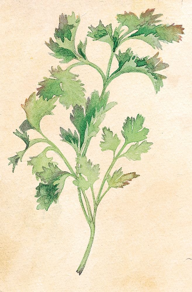 Parsley art print by Unknown for $57.95 CAD