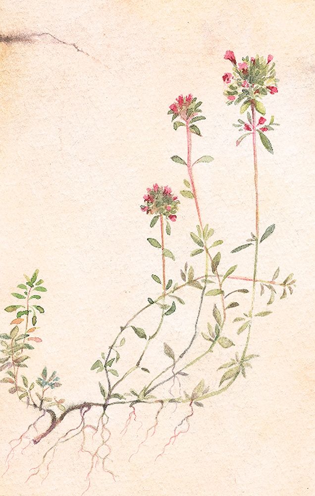 Thyme art print by Unknown for $57.95 CAD