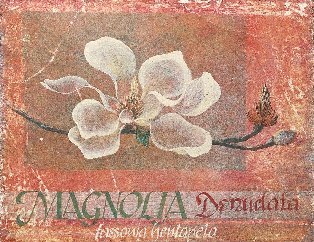 White Magnolia art print by Unknown for $57.95 CAD