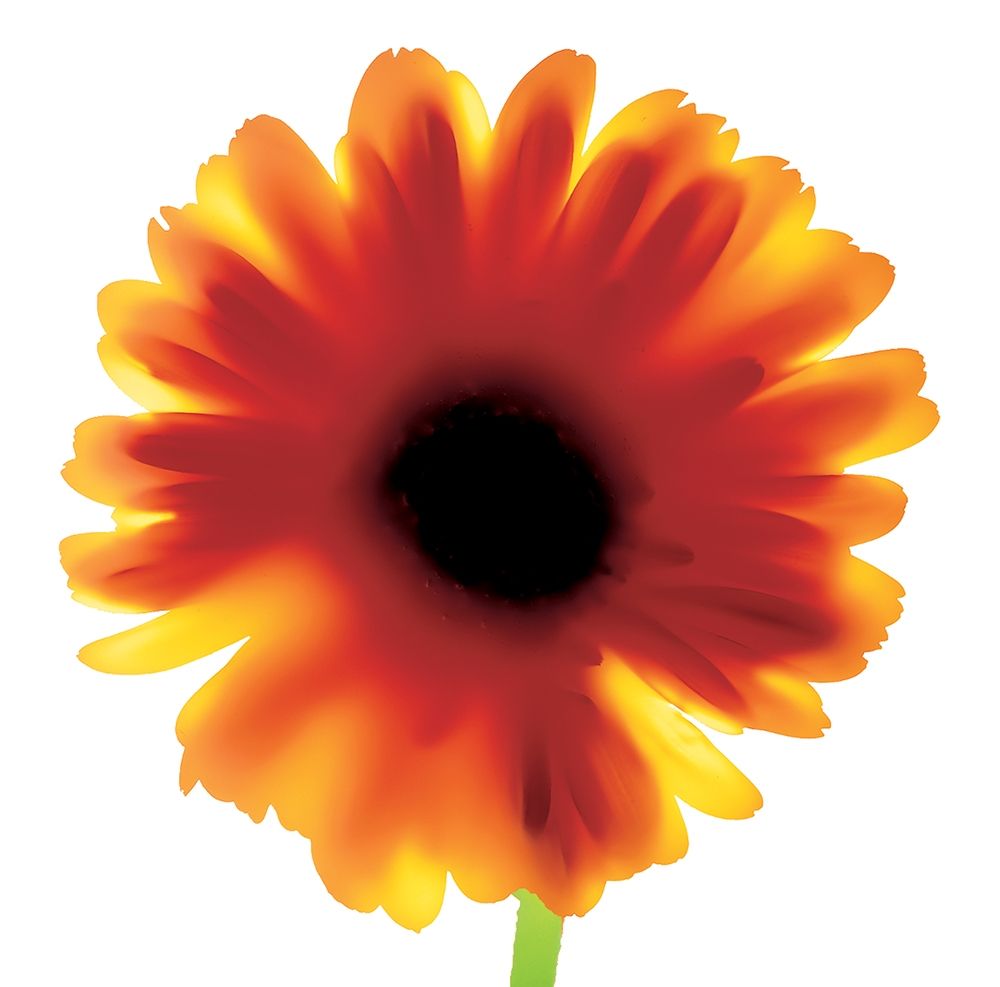 Floral I art print by Unknown for $57.95 CAD