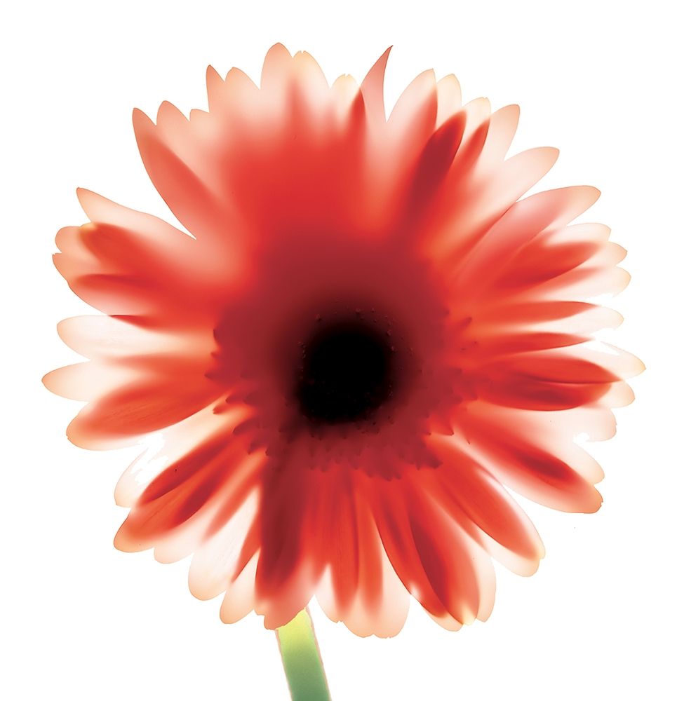 Floral II art print by Unknown for $57.95 CAD