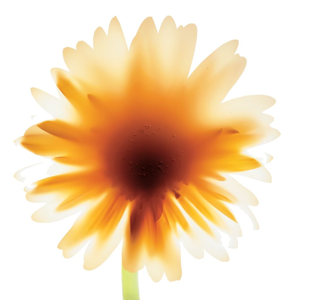 Floral III art print by Unknown for $57.95 CAD