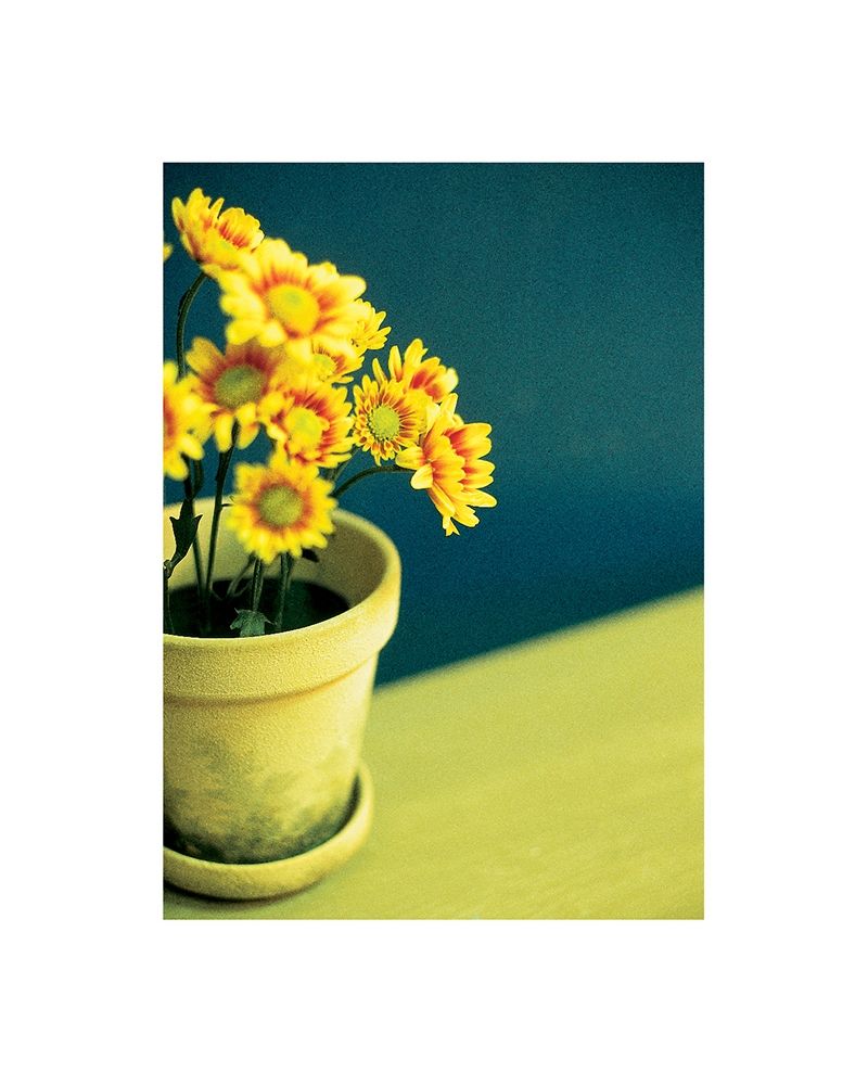 Ganziea Flower art print by Frontline for $57.95 CAD