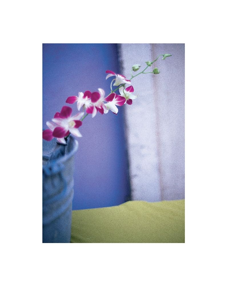 Orchids art print by Frontline for $57.95 CAD
