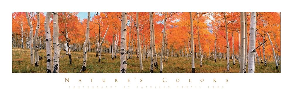 Autumn Trees art print by Unknown for $57.95 CAD