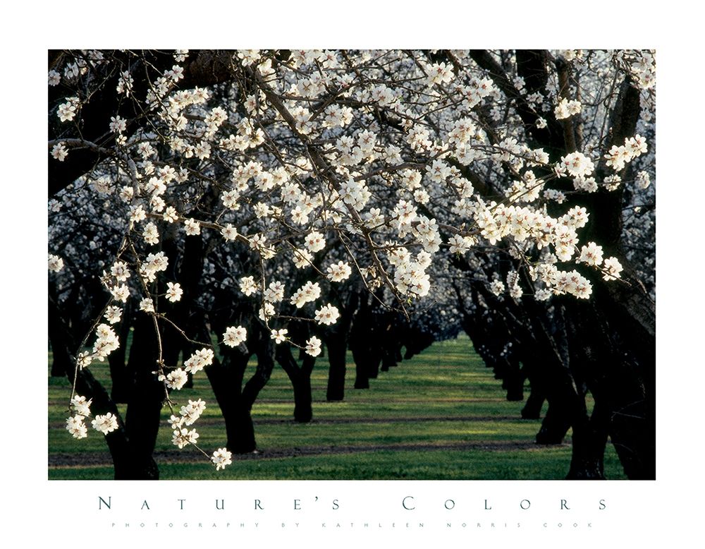 Apple Blossom Time art print by Unknown for $57.95 CAD