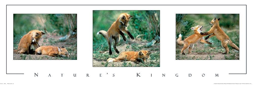 Fox Tryp Panel art print by Unknown for $57.95 CAD