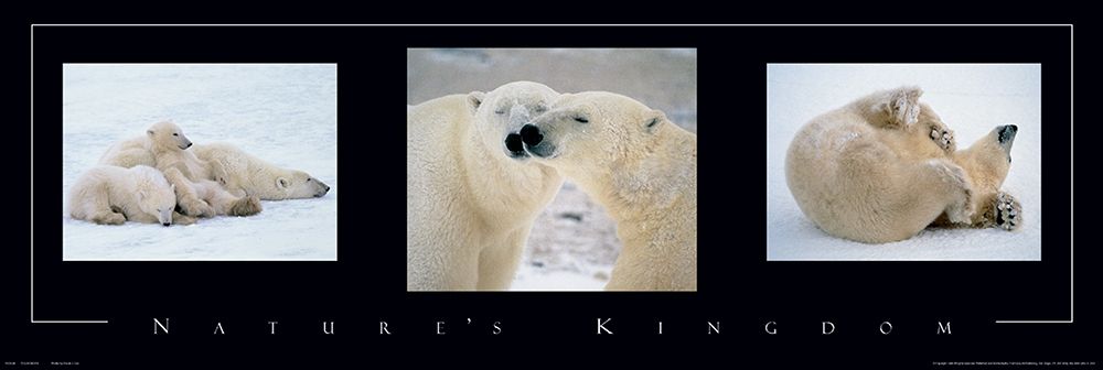 Polar Bears Tryp art print by Unknown for $57.95 CAD