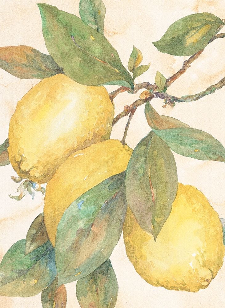 Hanging Lemons art print by Unknown for $57.95 CAD