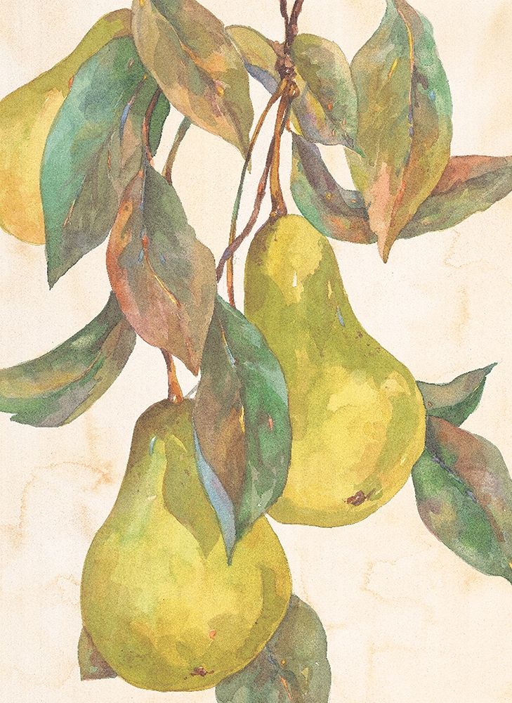 Hanging Pears art print by Unknown for $57.95 CAD