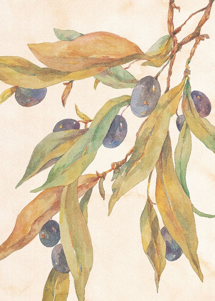 Hanging Olives art print by Unknown for $57.95 CAD