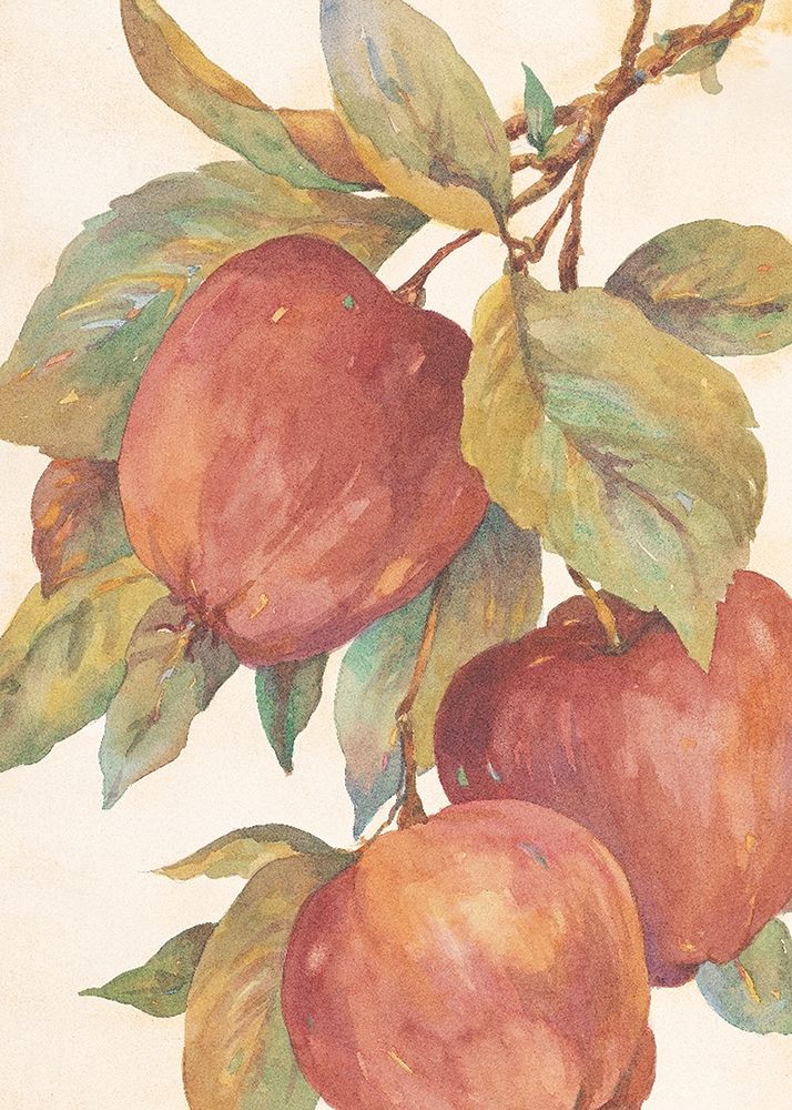 Hanging Apples art print by Unknown for $57.95 CAD