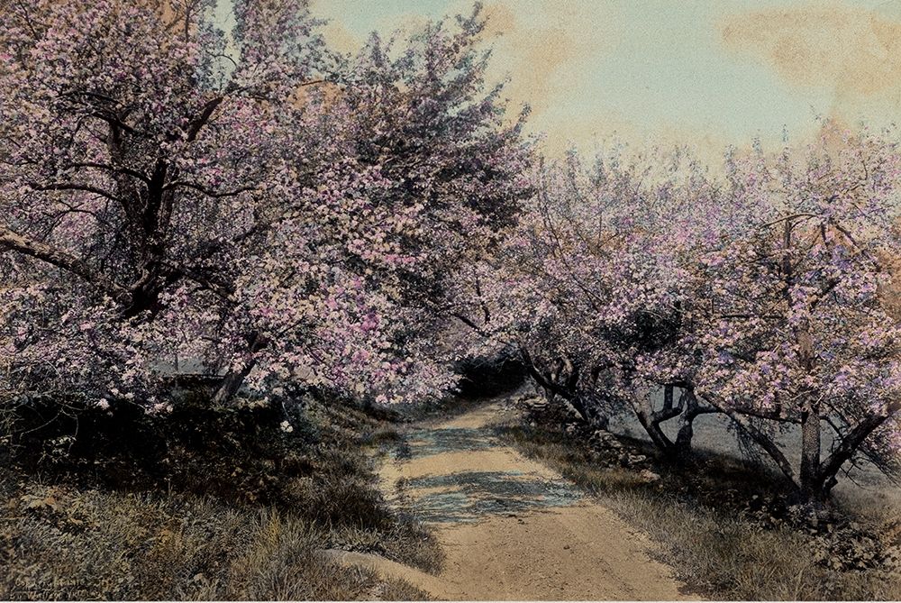 Apple Blossoms I art print by Unknown for $57.95 CAD