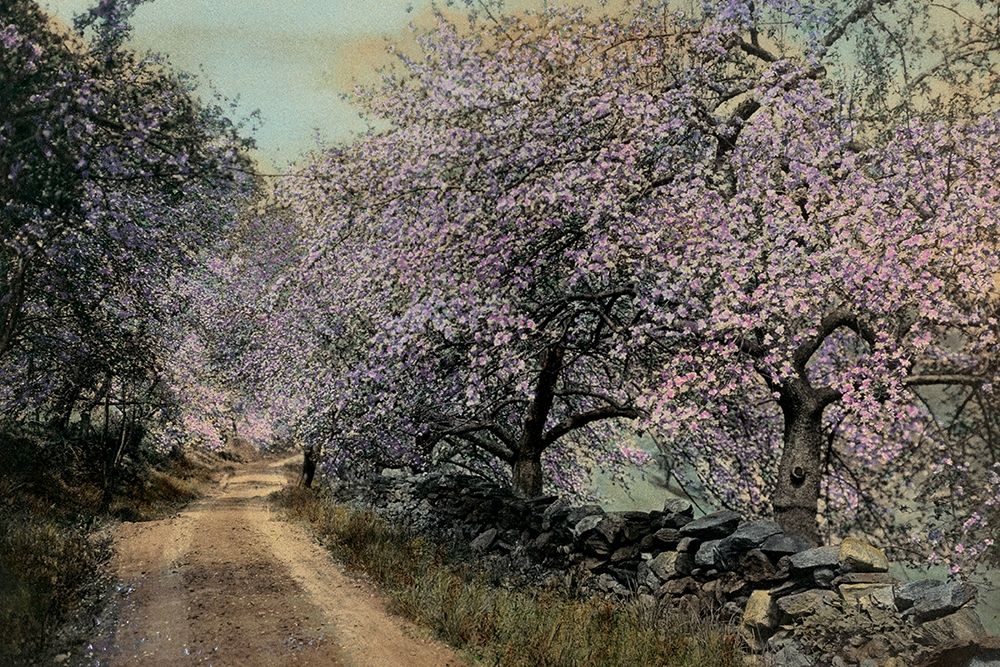 Apple Blossoms II art print by Unknown for $57.95 CAD