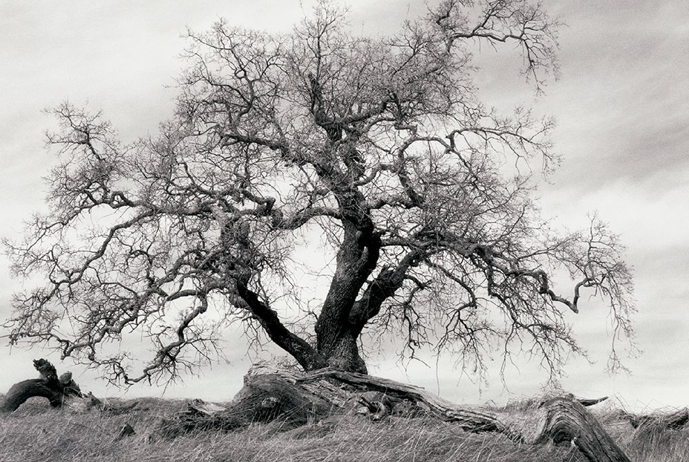 Crab Apple Tree art print by Unknown for $57.95 CAD