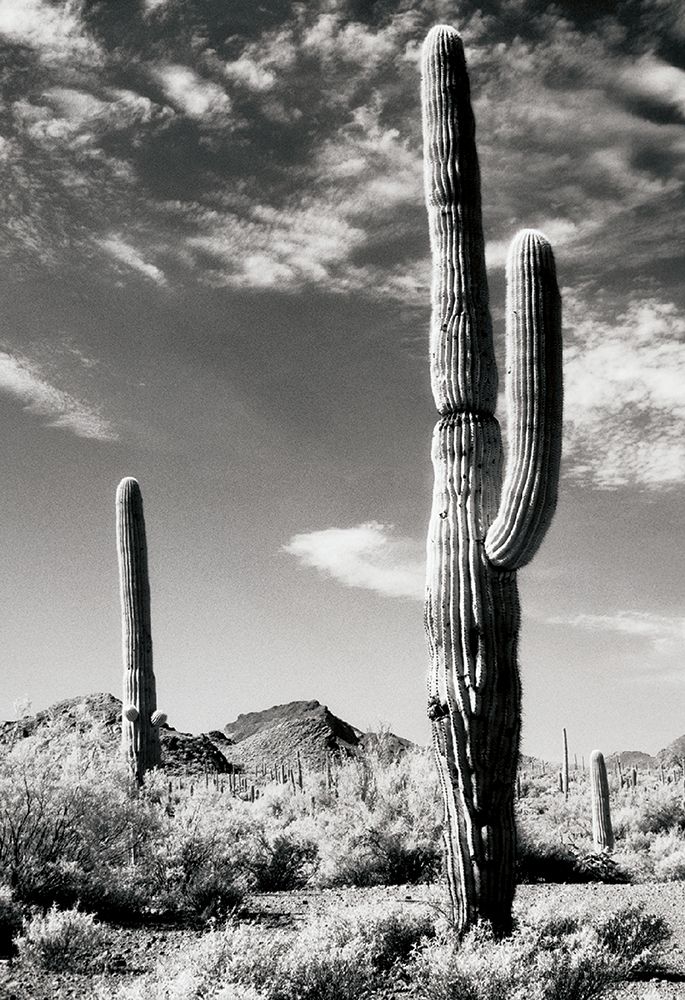 Cactus art print by Unknown for $57.95 CAD