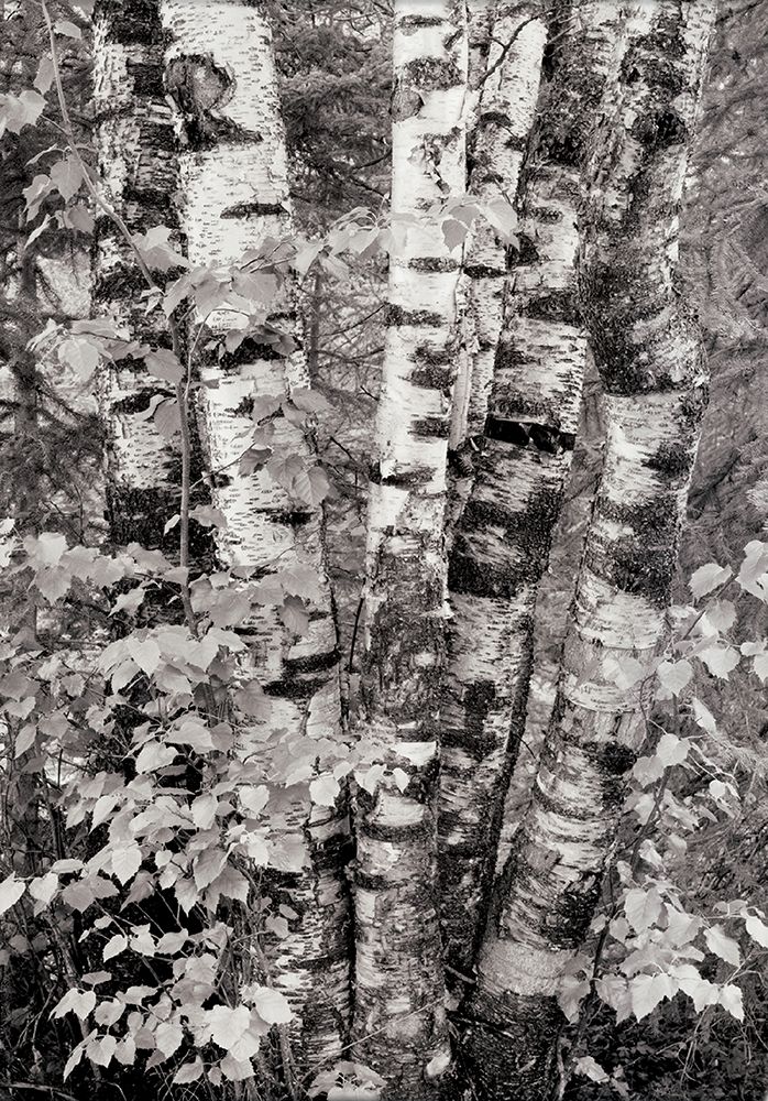 Birch Trees art print by Unknown for $57.95 CAD