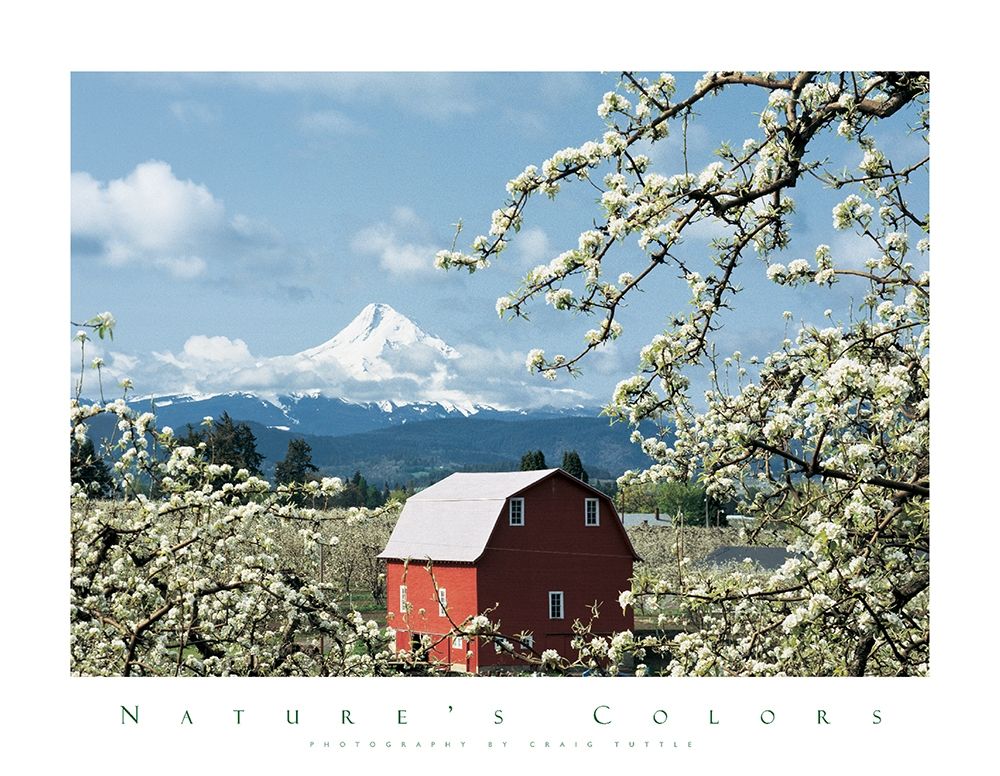 Red Barn and Apple Blossoms art print by Unknown for $57.95 CAD