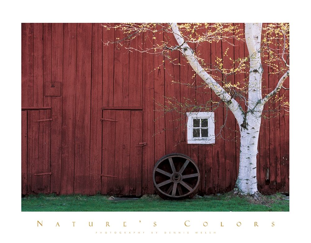Red Barn and Aspen Tree art print by Unknown for $57.95 CAD