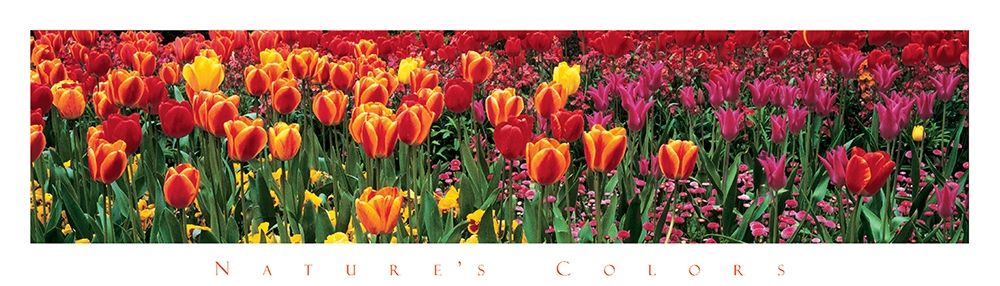 Tulips - Natures Colors art print by Unknown for $57.95 CAD
