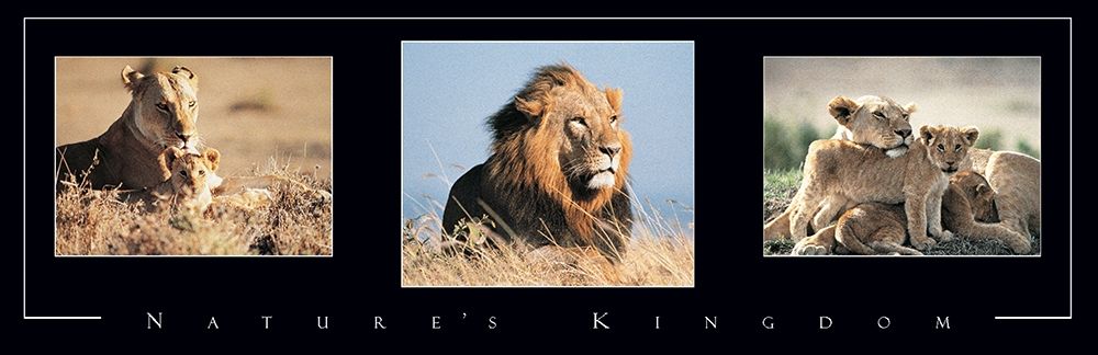 Lion Tryp art print by Unknown for $57.95 CAD