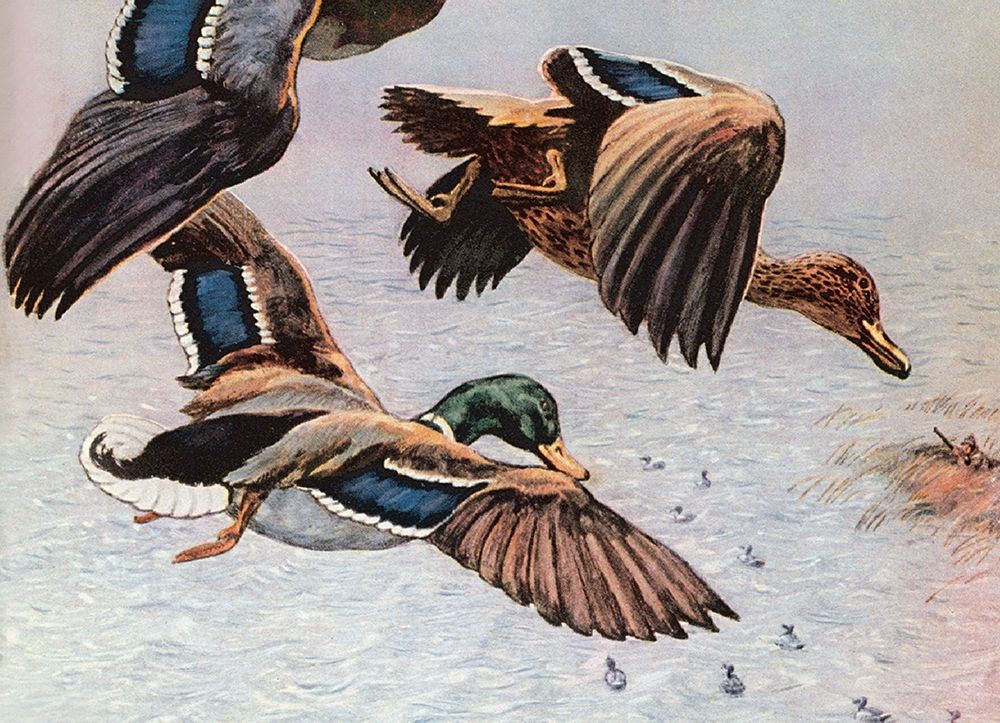Sitting Ducks art print by Unknown for $57.95 CAD