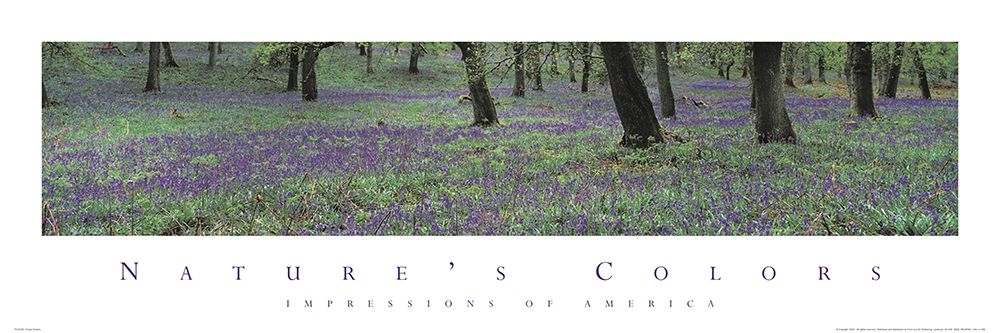 Natures Colors Purple Flowers art print by Unknown for $57.95 CAD