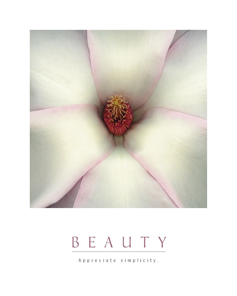 Beauty - White Magnolia art print by Unknown for $57.95 CAD
