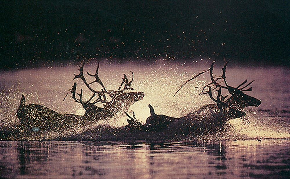 Reindeer Swim art print by Unknown for $57.95 CAD