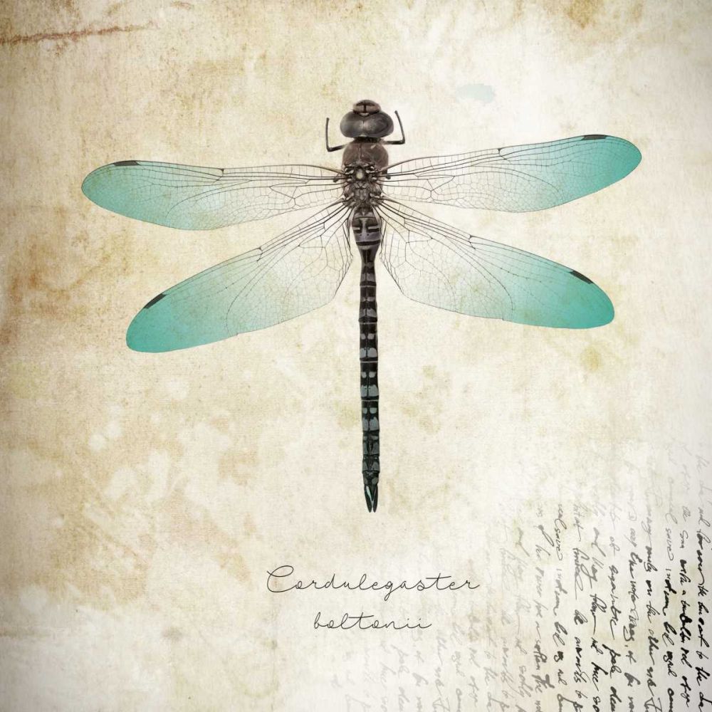 Cardulegaster baltanii art print by BRAUN Studio for $57.95 CAD