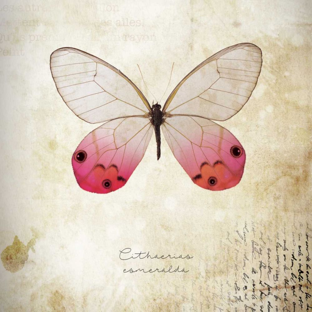 Cithaerias Coneralda art print by BRAUN Studio for $57.95 CAD