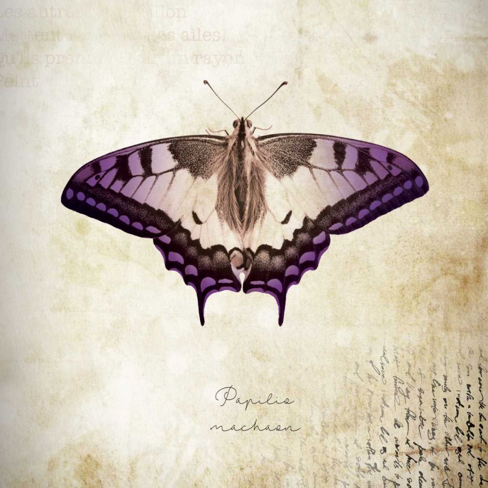 Papilia Nachaar art print by BRAUN Studio for $57.95 CAD