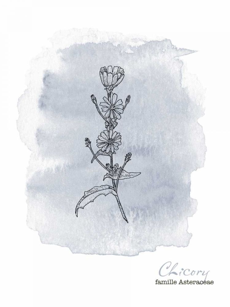 Planche botanique 1 art print by BRAUN Studio for $57.95 CAD