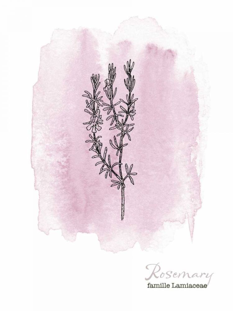 Planche botanique 2 art print by BRAUN Studio for $57.95 CAD