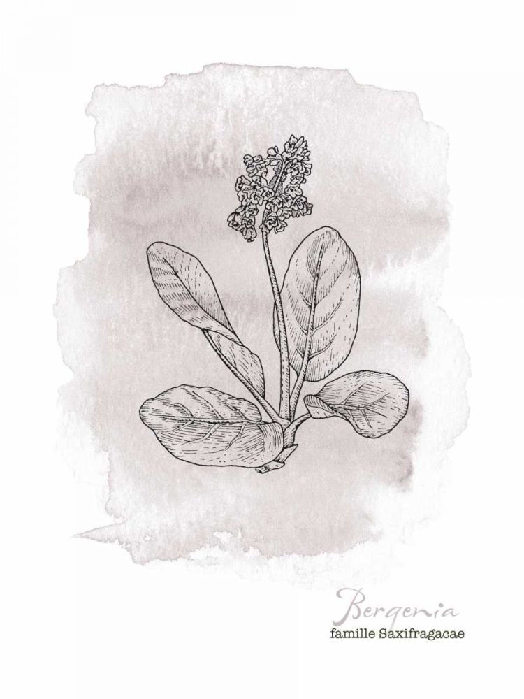 Planche botanique 3 art print by BRAUN Studio for $57.95 CAD