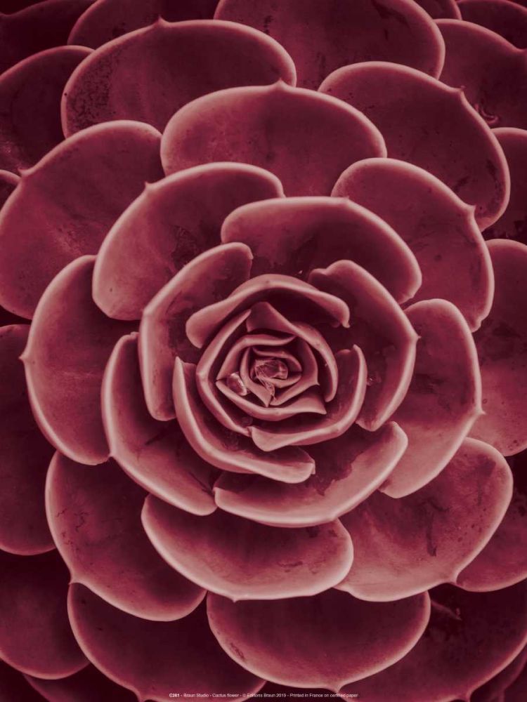 Cactus flower art print by BRAUN Studio for $57.95 CAD