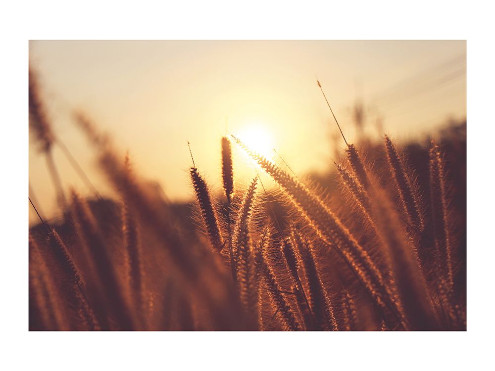 Epis au Coucher du Soleil art print by Braun Studio for $57.95 CAD