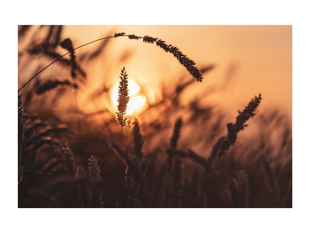 Crepuscule dans les Champs art print by Braun Studio for $57.95 CAD