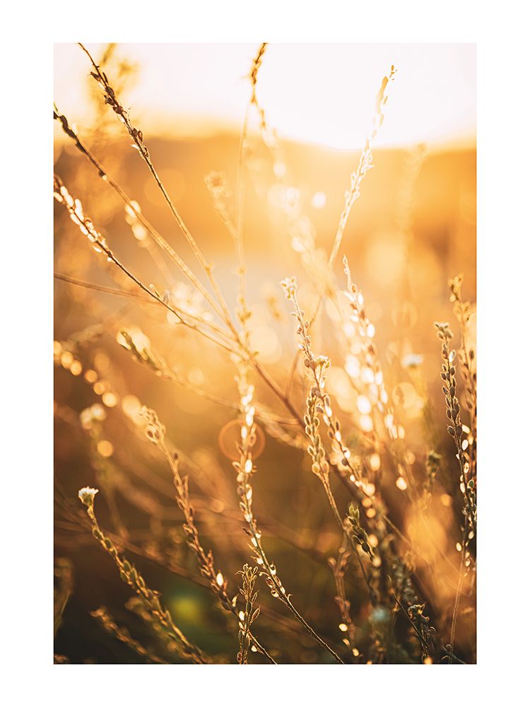 Rayons de soleil dans les Bles art print by Braun Studio for $57.95 CAD