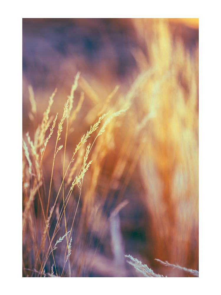 Eclat de Nature art print by Braun Studio for $57.95 CAD