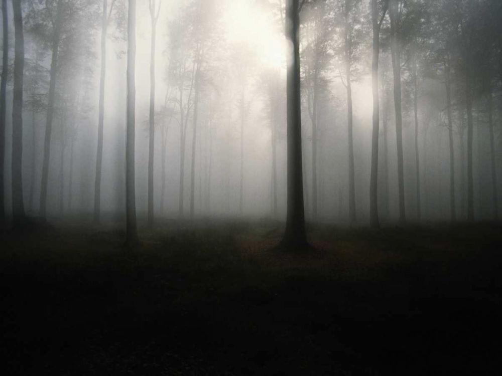 Brouillard de forêt art print by BRAUN Studio for $57.95 CAD