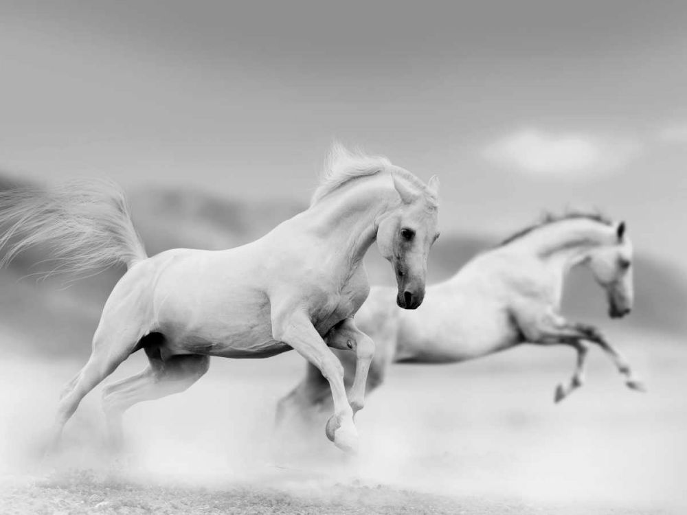 Galops blancs art print by BRAUN Studio for $57.95 CAD