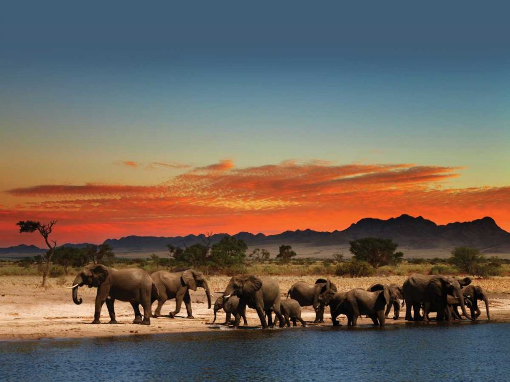 Elephants at sunset art print by BRAUN Studio for $57.95 CAD