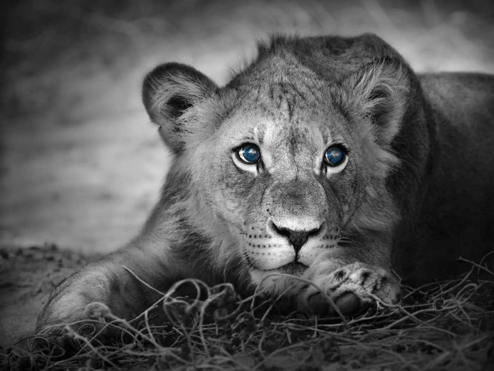 Lioness with blue eyes art print by BRAUN Studio for $57.95 CAD