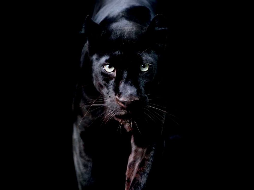 Panthère Noire art print by BRAUN Studio for $57.95 CAD