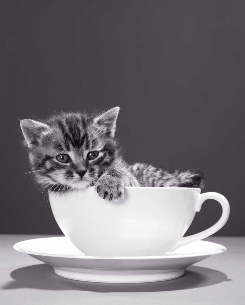 Chat-Tasse art print by BRAUN Studio for $57.95 CAD