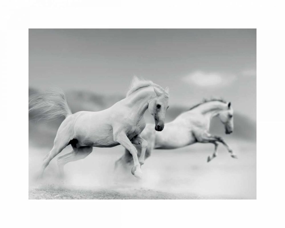 Galops blancs art print by BRAUN Studio for $57.95 CAD
