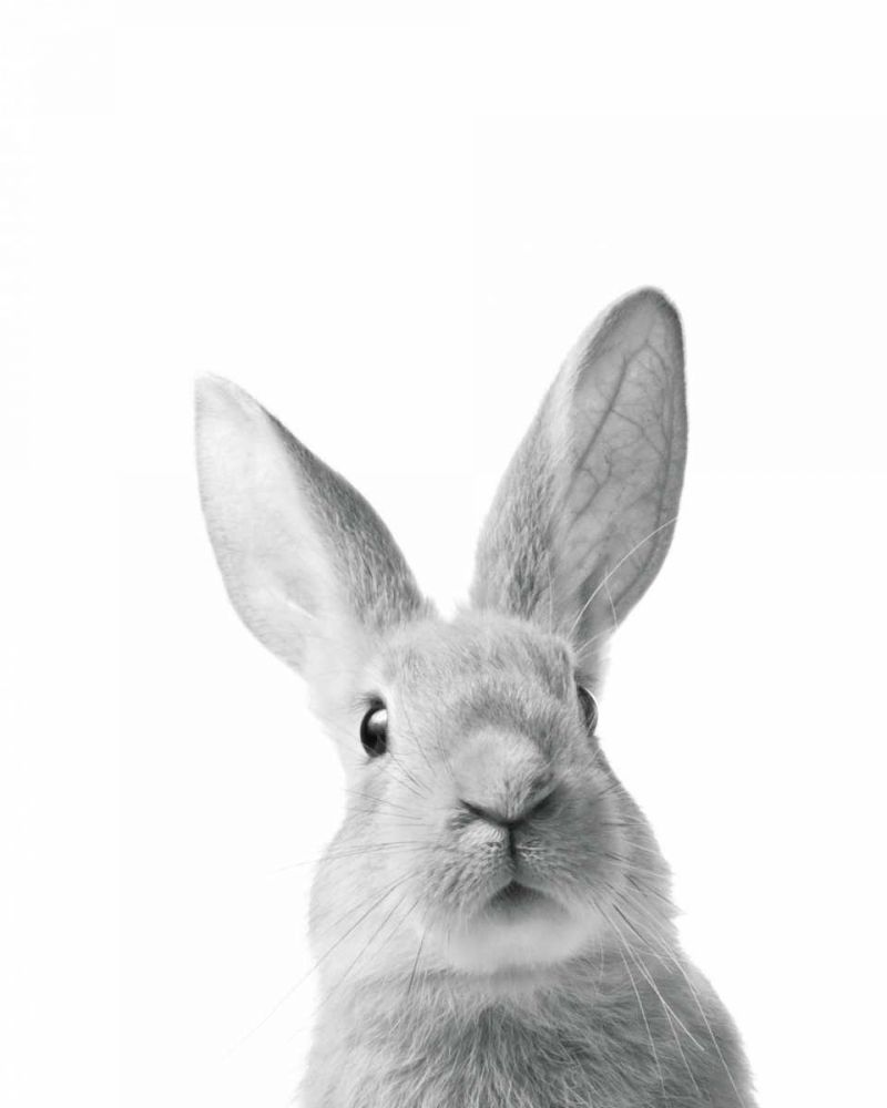 Lapin Rigolo art print by BRAUN Studio for $57.95 CAD